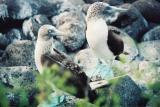 Galapagos Island - Blue footed boby