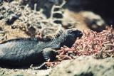 Galapagos Island