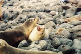 Galapagos Island